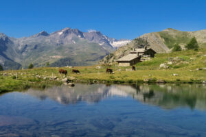 VALLE D AOSTA-Mucche lago Muffe Champorcher (foto Enrico Romanzi)-4317