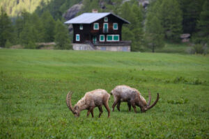 VALLE D AOSTA-Stambecchi in Valsavarenche (foto Enrico Romanzi)-8582