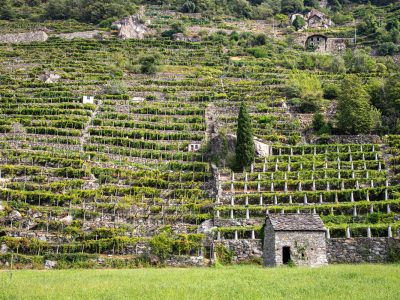 VALLE D AOSTA-Vigneti Donnas (foto archivio Regione Autonoma Valle d Aosta)-5148