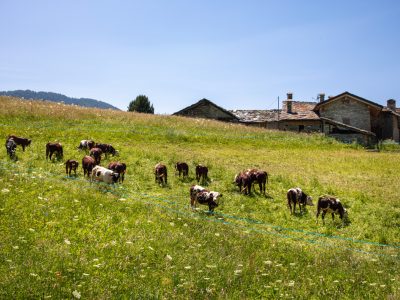 VALLE D'AOSTA-Pascolo a La Croix di Brusson (foto Enrico Romanzi)-9634